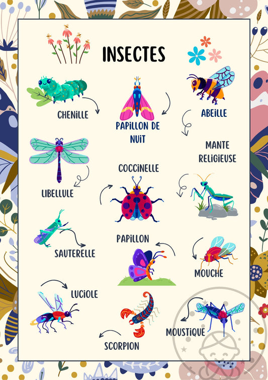 Abécédaire/Imagier Les Insectes⎥Affiche éducative