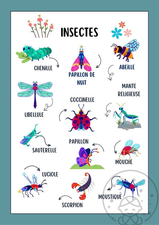 Abécédaire/Imagier Les Insectes⎥Affiche éducative